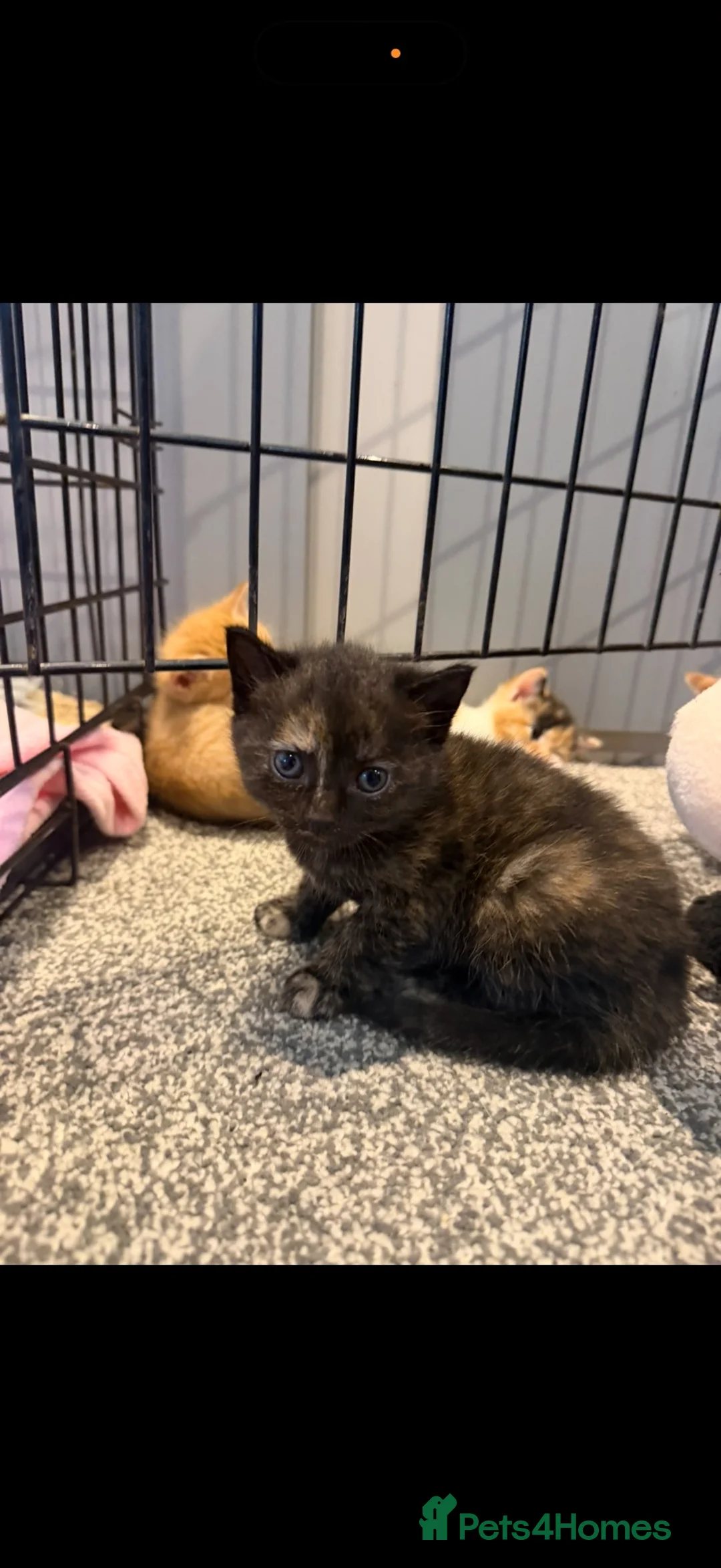 Mixed Breed cats for sale: 5 gorgeous kittens for sale  in Ilminster - Advert 8