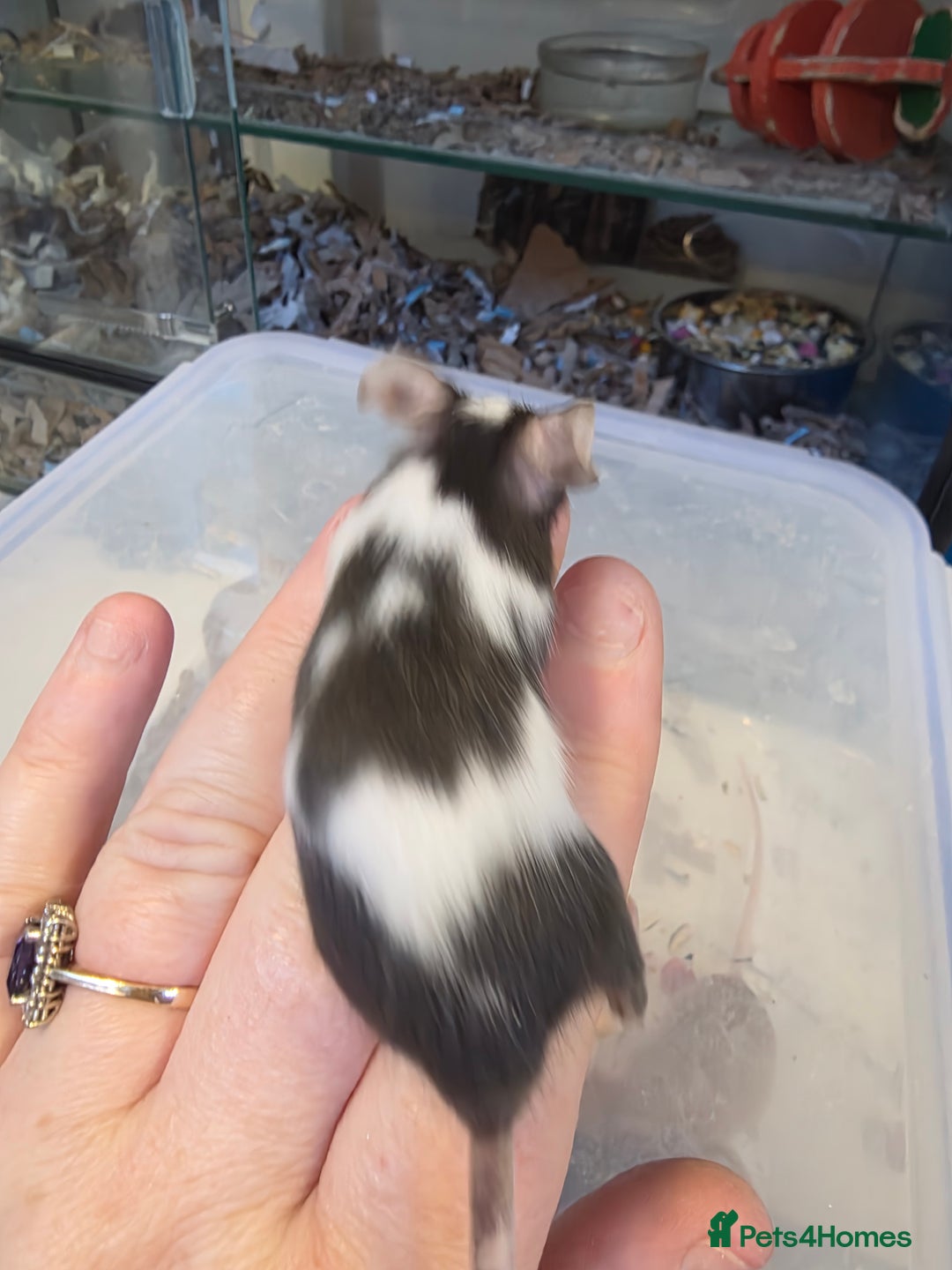 Mouse rodents for sale: Mice, males and females  - Advert 10