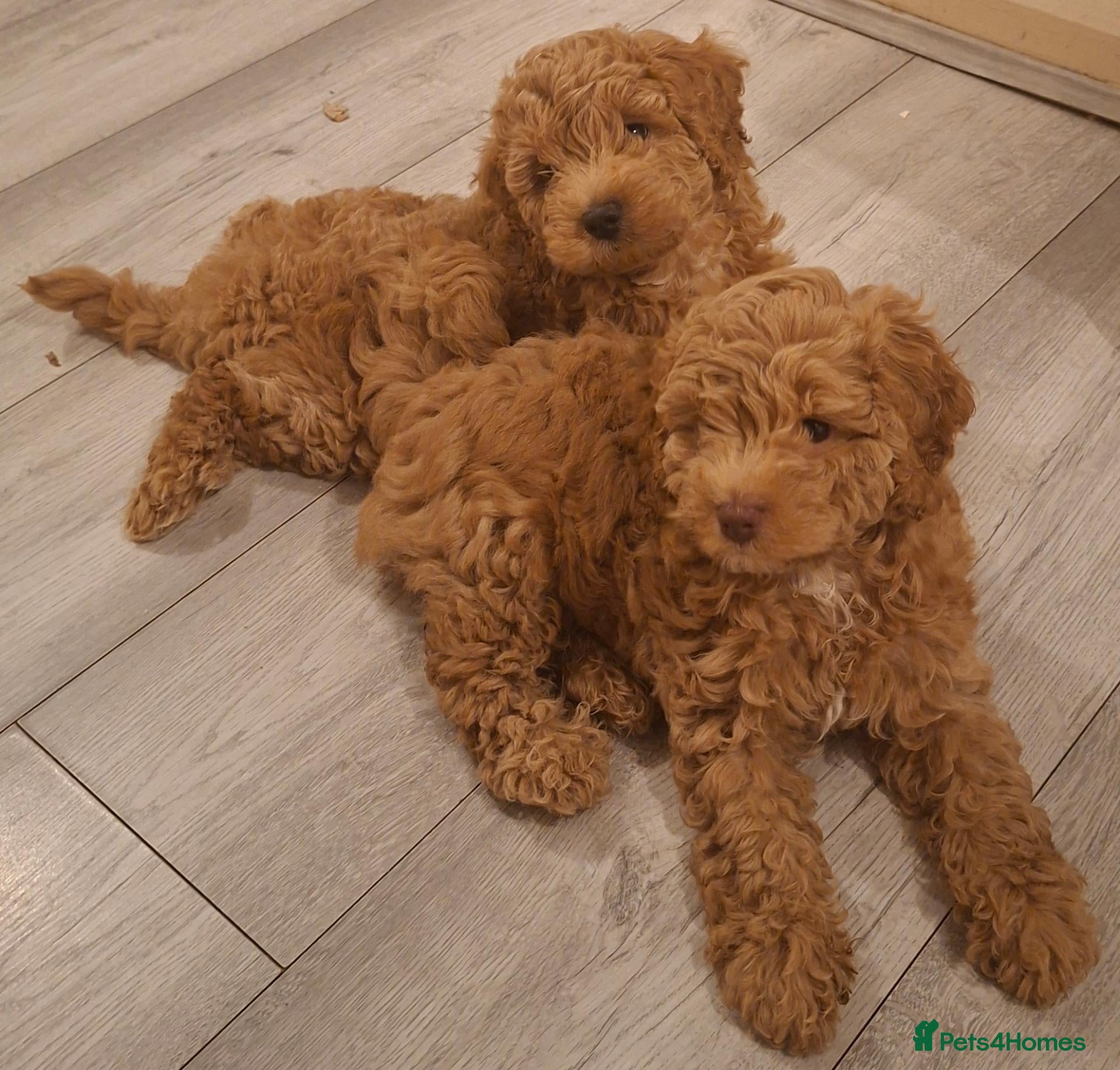 Cockapoo dogs Beautiful Red F1b Male Cockapoo - Advert 16