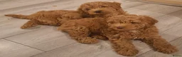 Cockapoo dogs for sale: Beautiful Red F1b Male Cockapoo - Advert 5