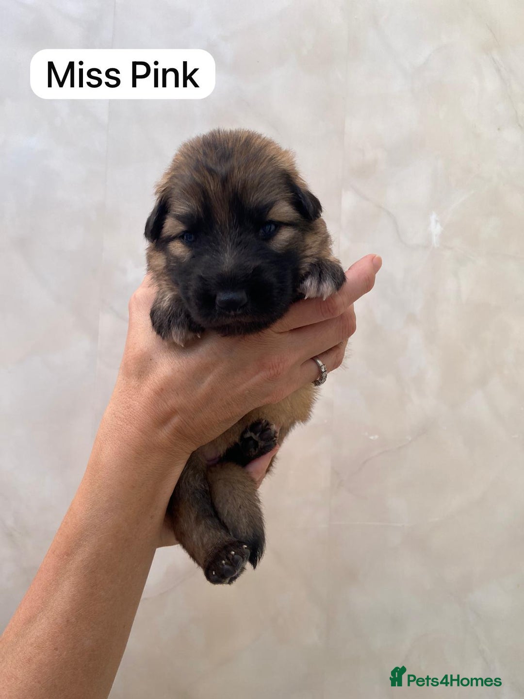 German Shepherd dogs for sale: Stunning blue and sable GSD puppies - Image 2