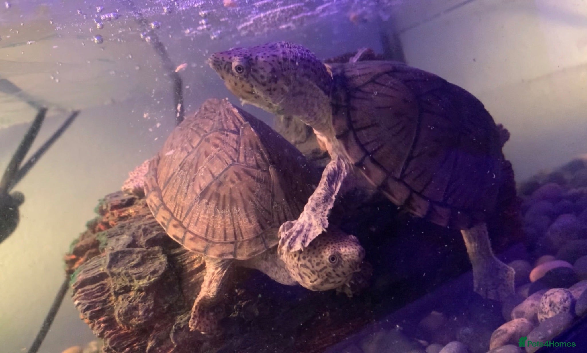 Turtle reptiles Male & Female RazorBack Musk Turtles + Full set up - Advert 1