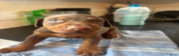 Dobermann dogs for sale: Beautiful Doberman puppues - Advert 16
