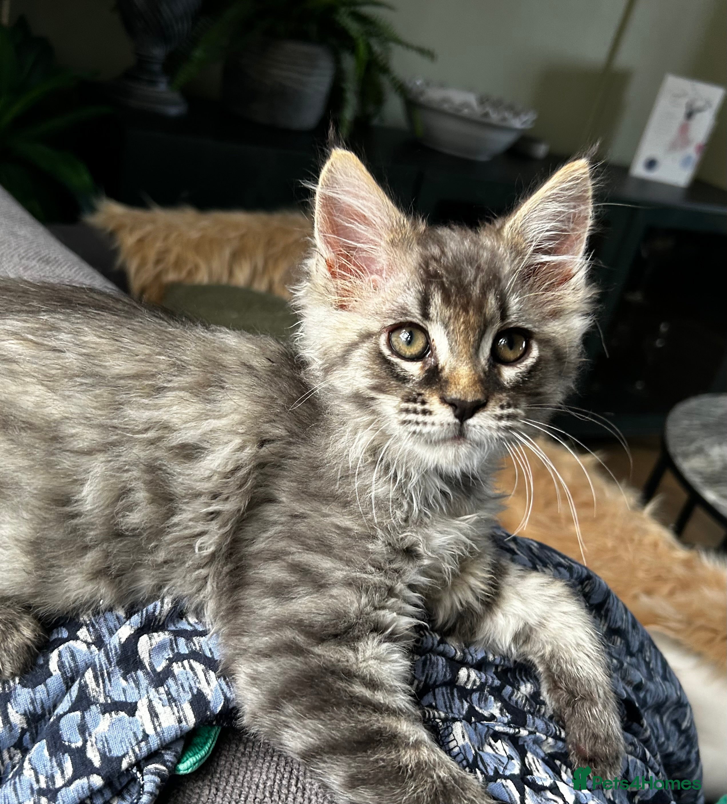 Maine Coon cats Beautiful Mainecoon kittens  - Advert 18