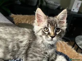 Maine Coon cats Beautiful Mainecoon kittens - Advert 18