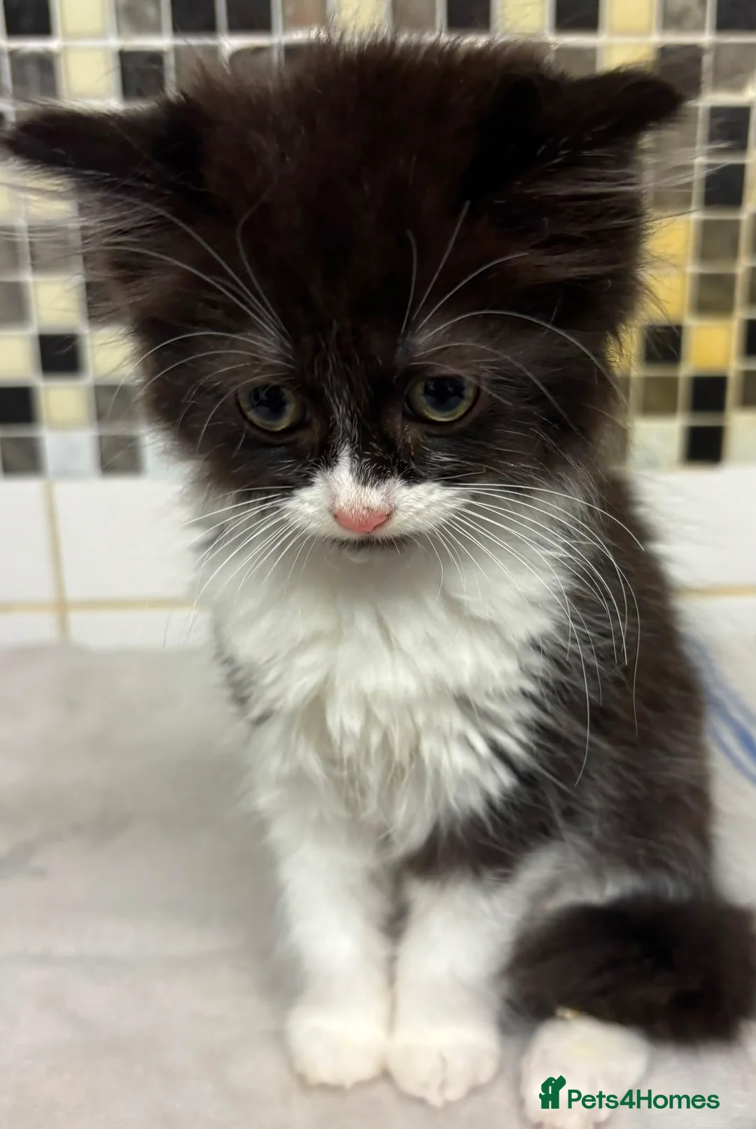 British Longhair cats for sale: Kittens - Advert 1