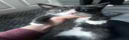 Mixed Breed cats for sale: Male black and white kitten  - Advert 2