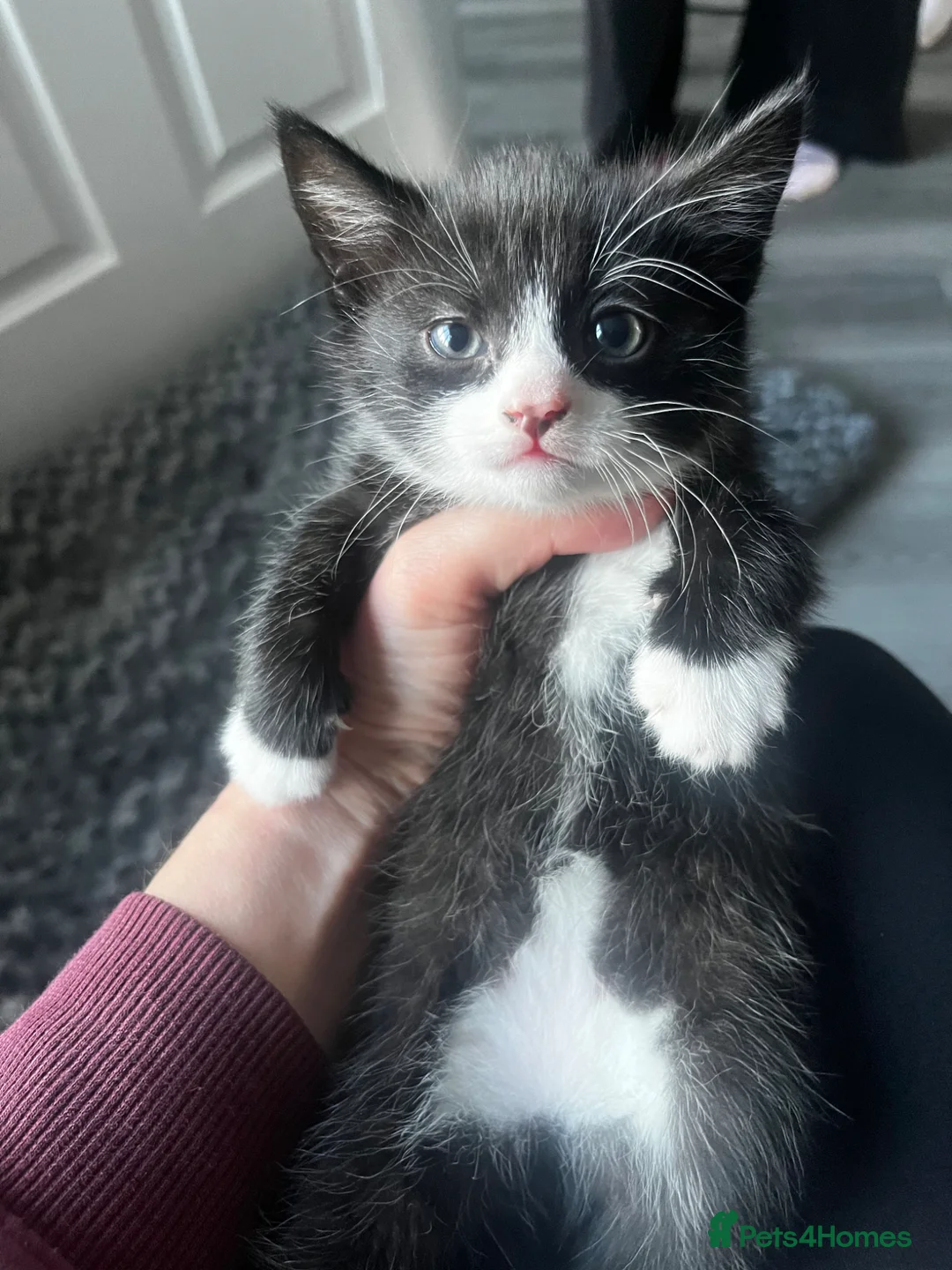 Mixed Breed cats for sale: Male black and white kitten  - Advert 2