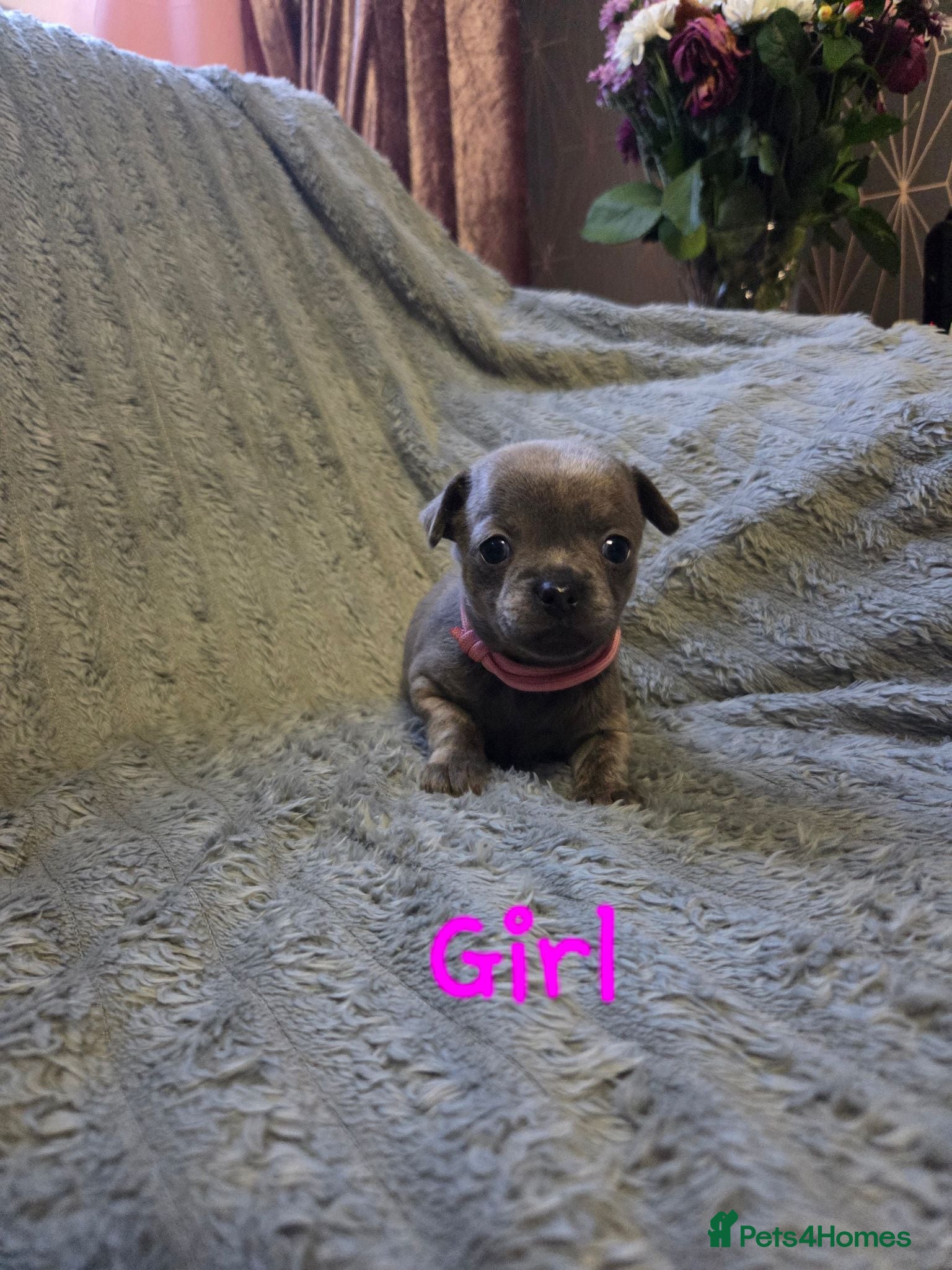 Chihuahua dogs Pedigree Chihuahua Puppies  - Advert 6