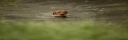 Labrador Retriever dogs for sale: Fox Red Lab Puppies (2/9) Exceptional Temperament - Advert 13