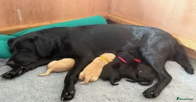 Labrador Retriever dogs - Advert 14