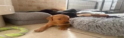 Labrador Retriever dogs for sale: Health Tested IGL Champion Bred Labrador Puppies  - Advert 14