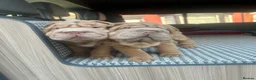 Shar Pei dogs for sale: beautiful shar pei girl  - Advert 8
