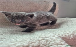 Mixed Breed cats for sale: Beautiful girl - Image 2