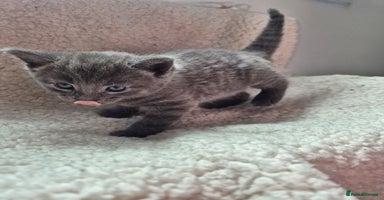Mixed Breed cats - Advert 1
