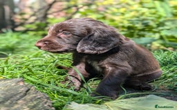 Field Spaniel dogs for sale: Rare and vulnerable Field Spaniel puppies LAST FEW - Image 16