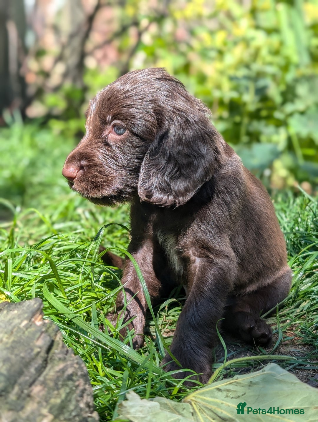 Field Spaniel dogs for sale: Rare and vulnerable Field Spaniel puppies LAST FEW - Image 16