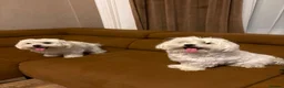Maltese dogs for sale: Two Beautiful Bichon Maltese Brothers  - Advert 2