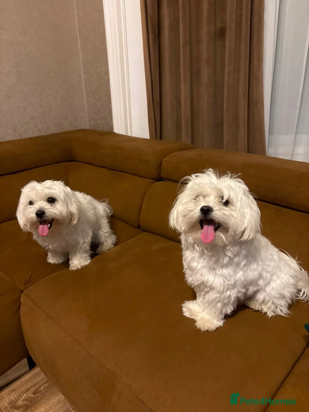 Maltese dogs for sale: Two Beautiful Bichon Maltese Brothers  - Advert 2