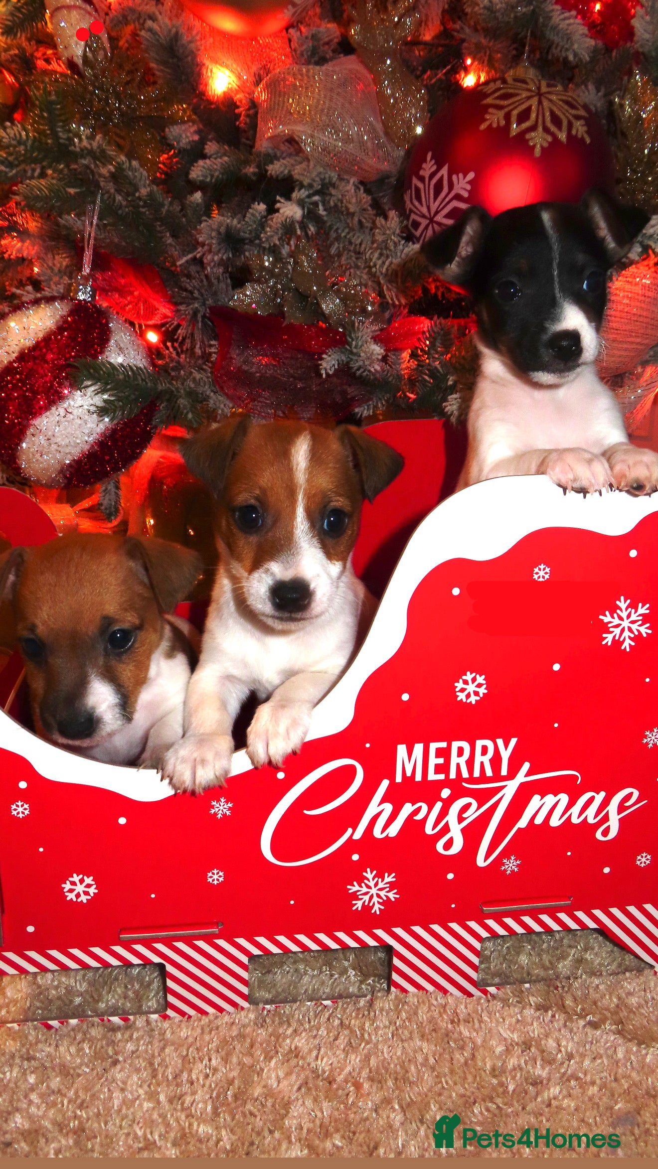 Jack Russell dogs 🐾 Traditional Jack Russel puppies 🐾 - Advert 6