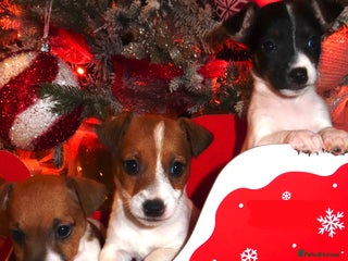 Jack Russell dogs 🐾 Traditional Jack Russel puppies 🐾 - Advert 6