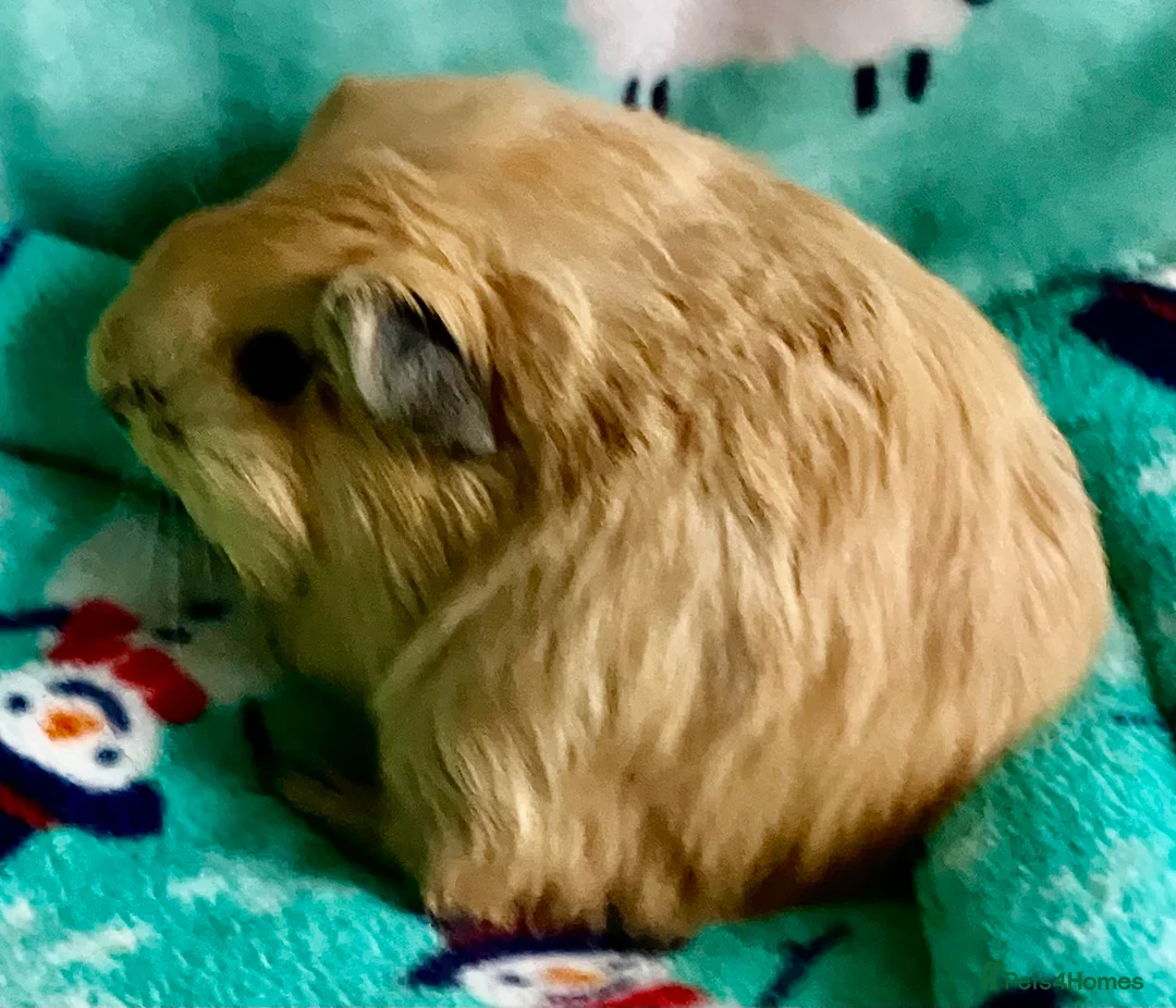 Guinea Pig rodents for sale: Boar and Son pair - Advert 7