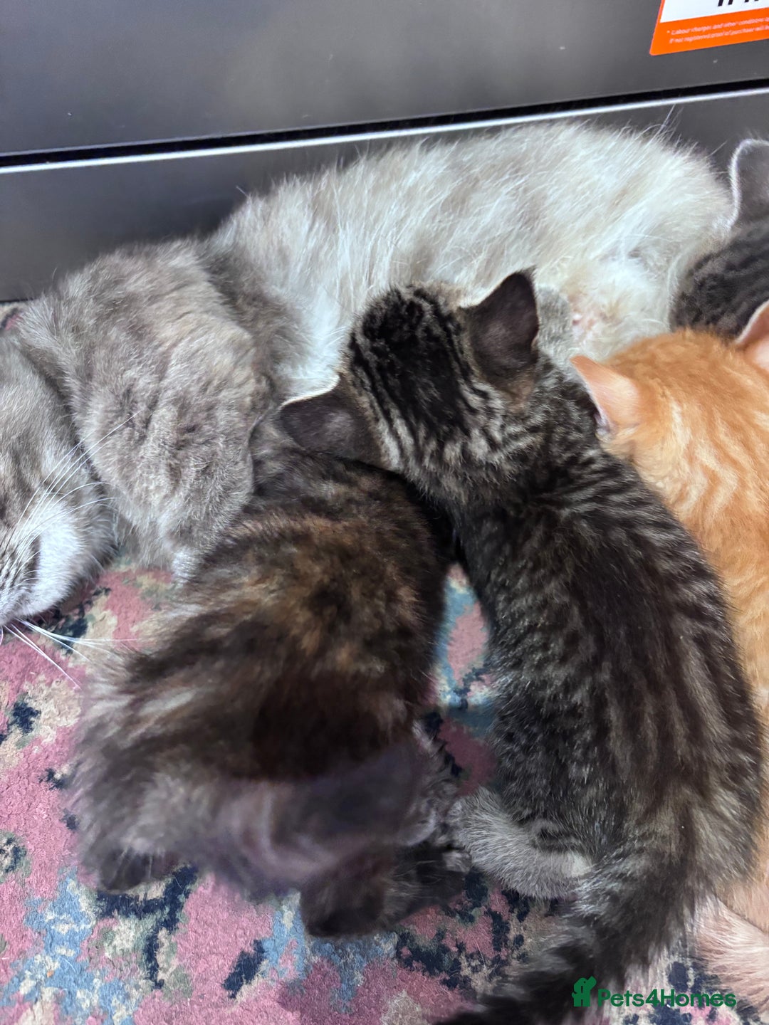 Norwegian Forest Cat cats for sale: Norwegian forest x Bengal kittens  - Image 3