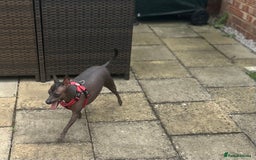 Mexican Hairless dogs for sale: Mexican Hairless, mini - Image 6