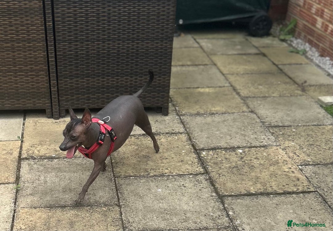 Mexican Hairless dogs for sale: Mexican Hairless, mini - Image 6