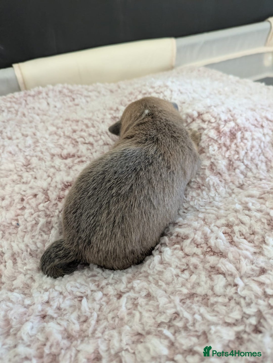 Pomchi dogs for sale: Pomchi pups - Advert 2