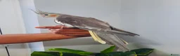 Cockatiels birds for sale: Beautiful hand tamed, untamed cockatiels for sale. - Advert 4