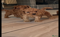 Cavapoo dogs for sale: Cavapoo pups  - Image 15