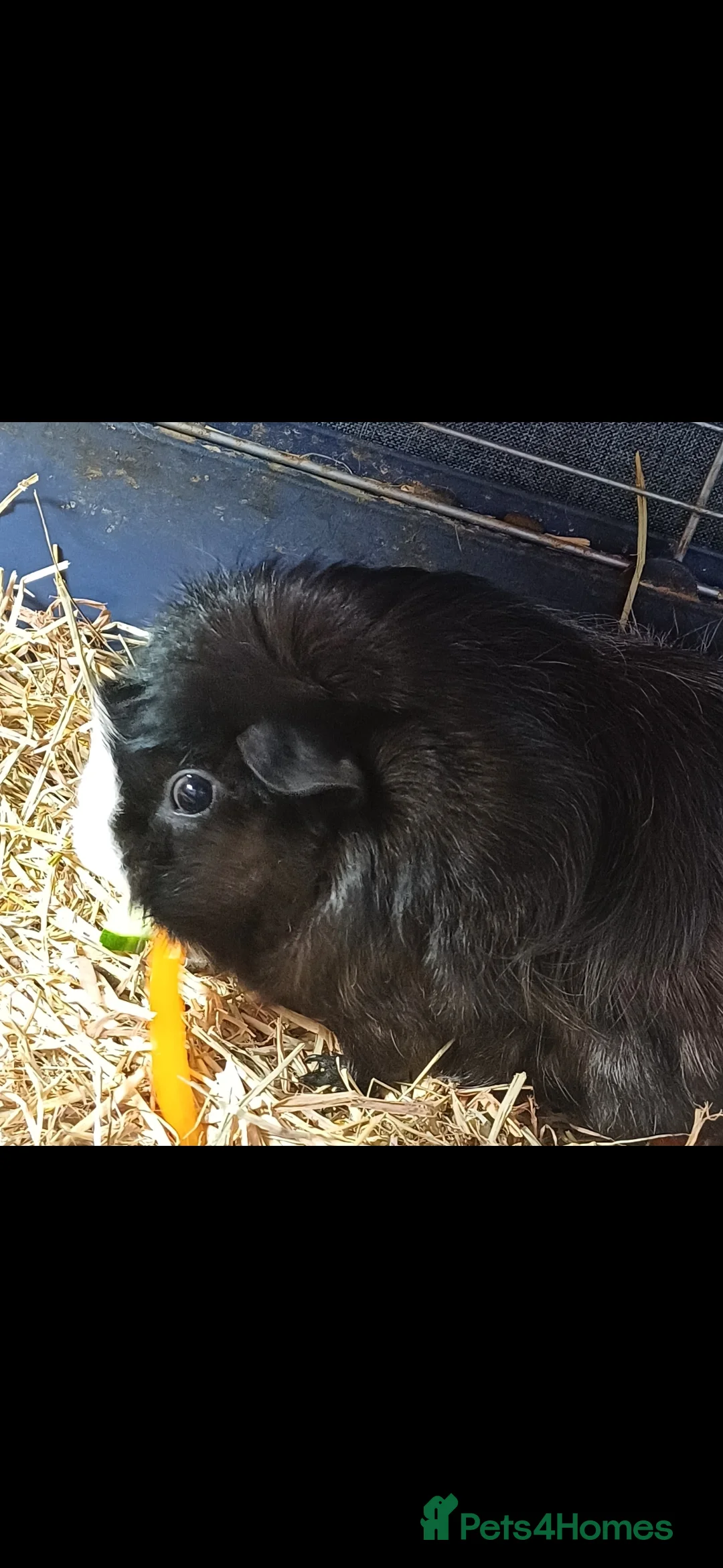 Guinea Pig rodents for sale: Two sweet guinea pigs + full setup - Advert 5