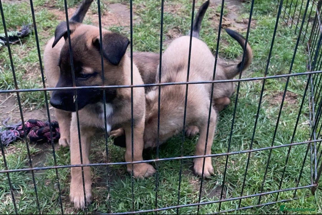 Belgian Shepherd Dog dogs for sale: Dutch Herder X Belgian Malinois pups for sale - Image 5