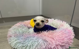 Chihuahua dogs for sale: XXS chihuahua girl 11months - Image 5