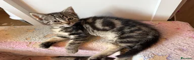 Tabby girl 1
