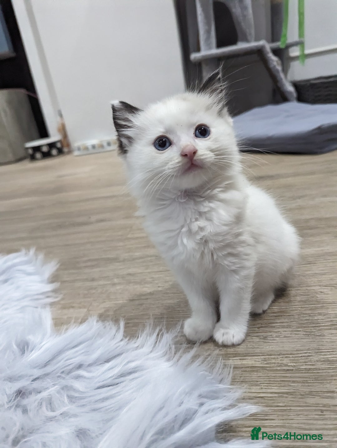 Ragdoll cats for sale: Gorgeous Ragdoll kittens  - Image 15