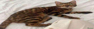 Bengal 1