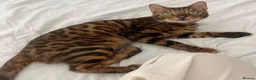 Bengal cats for sale: Beautiful bengal  in Manchester - Advert 3