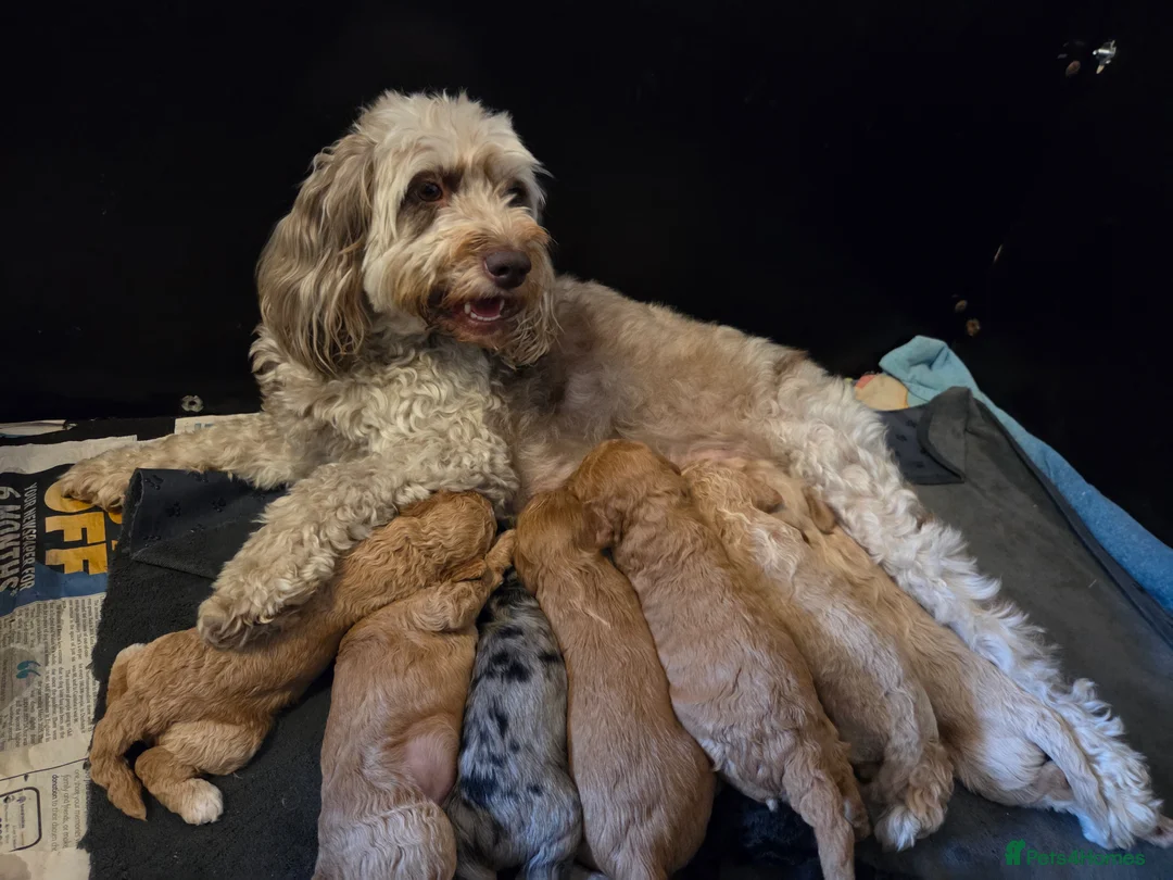 Cockapoo dogs for sale: Cockapoo puppies - Advert 17