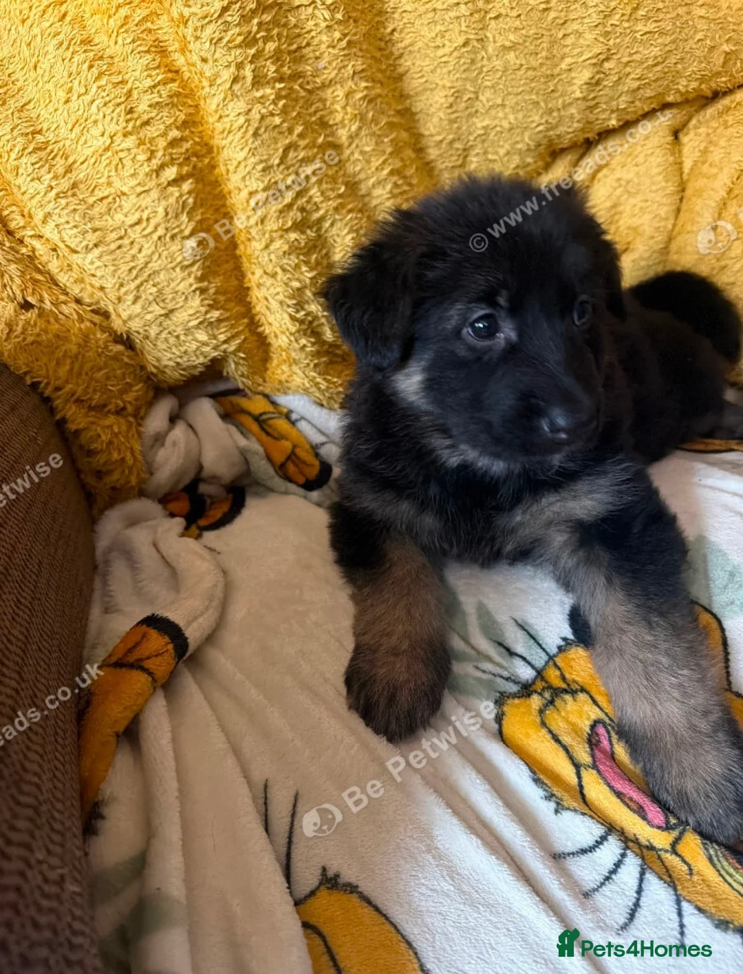 German Shepherd dogs for sale: German Shepard puppies - Advert 4