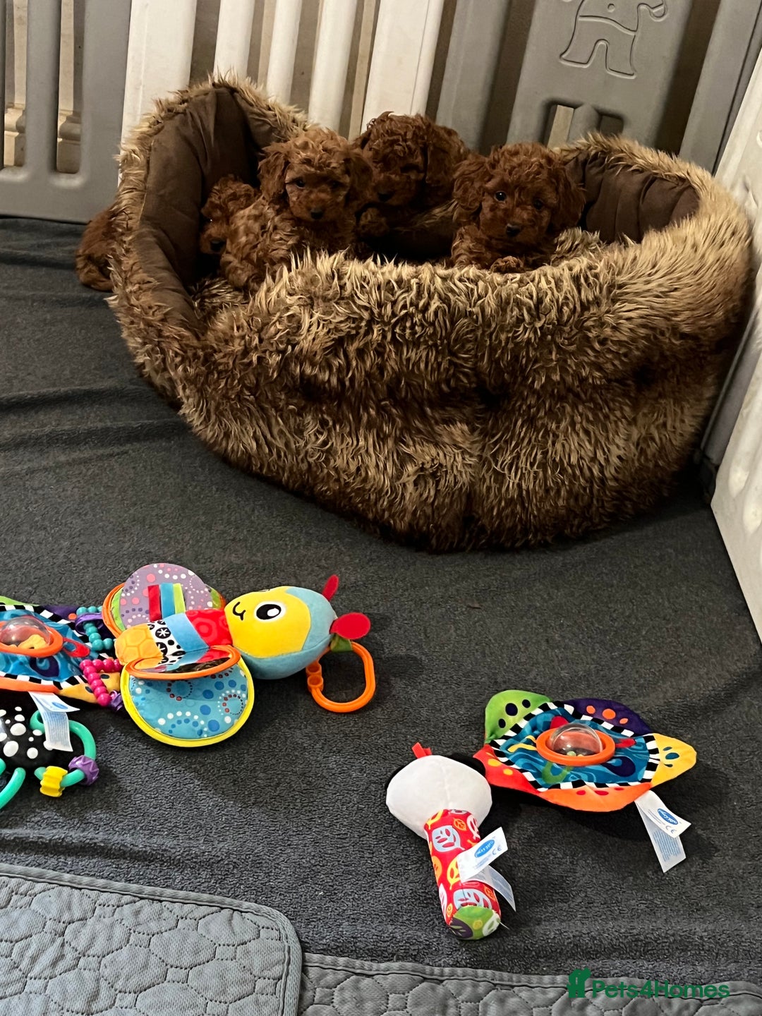 Cavapoo dogs for sale: 5⭐️⭐️⭐️⭐️⭐️F1b Curly Teddy Cavapoo’s DNA/heart  - Image 3