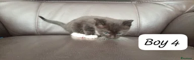 Ragdoll 6