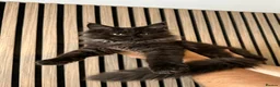 Maine Coon cats for sale: ❤️ Beautiful Active Maine Coon XL TICA Kittens ❤️ - Advert 8