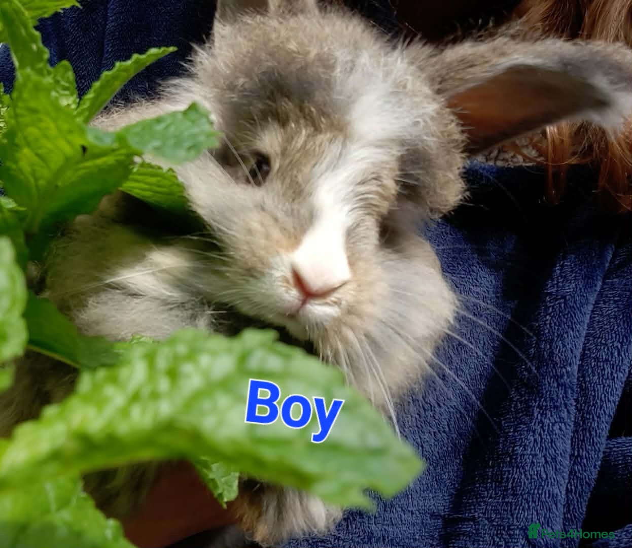 Angora rabbits Tame Angora Rabbits - Advert 4