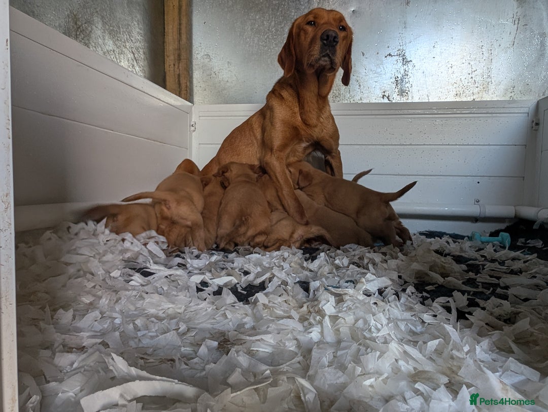 Labrador Retriever dogs for sale: Fab KC Fox Red Pups - 4* Higher Standard Breeder - Advert 13