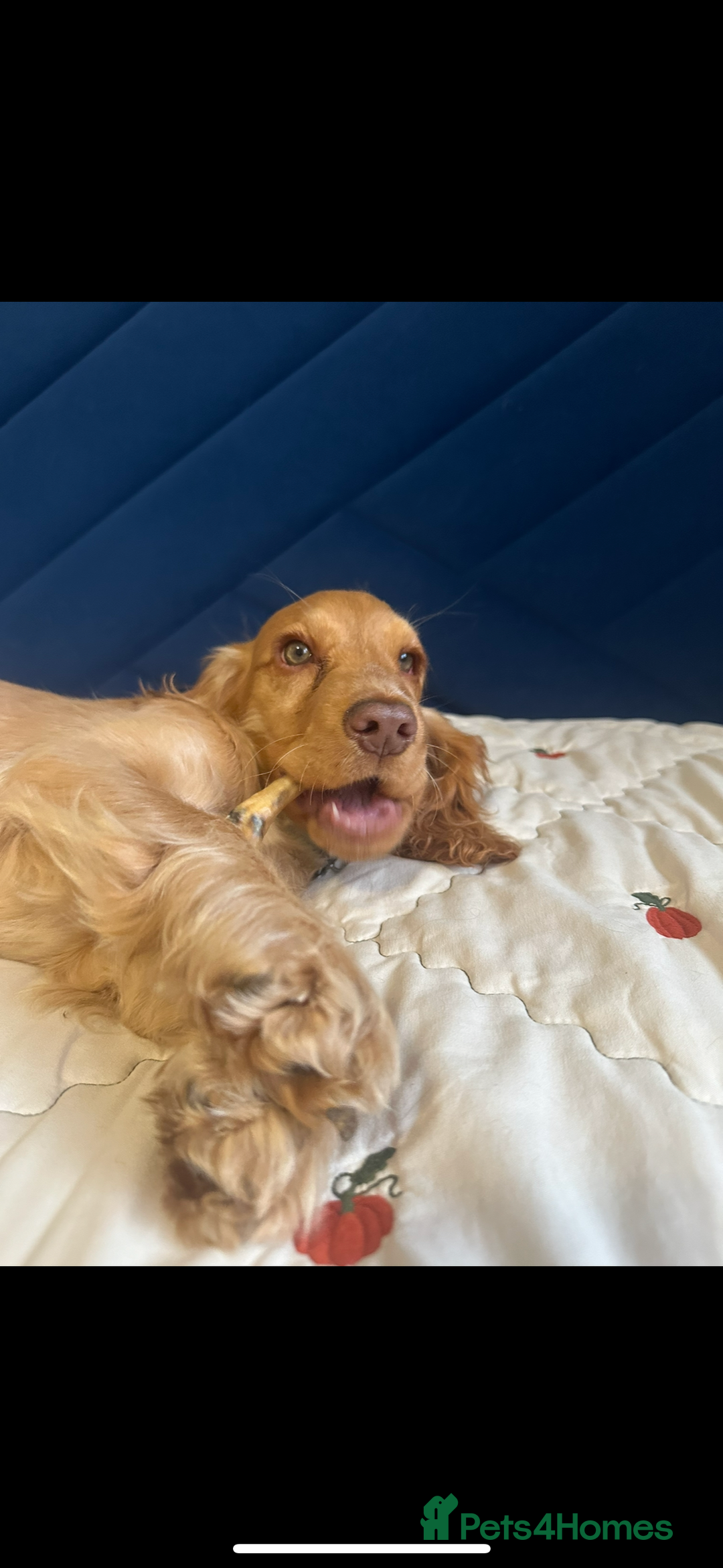 Cocker Spaniel dogs for sale: Fully health tested KC show cocker spaniel  - Image 3