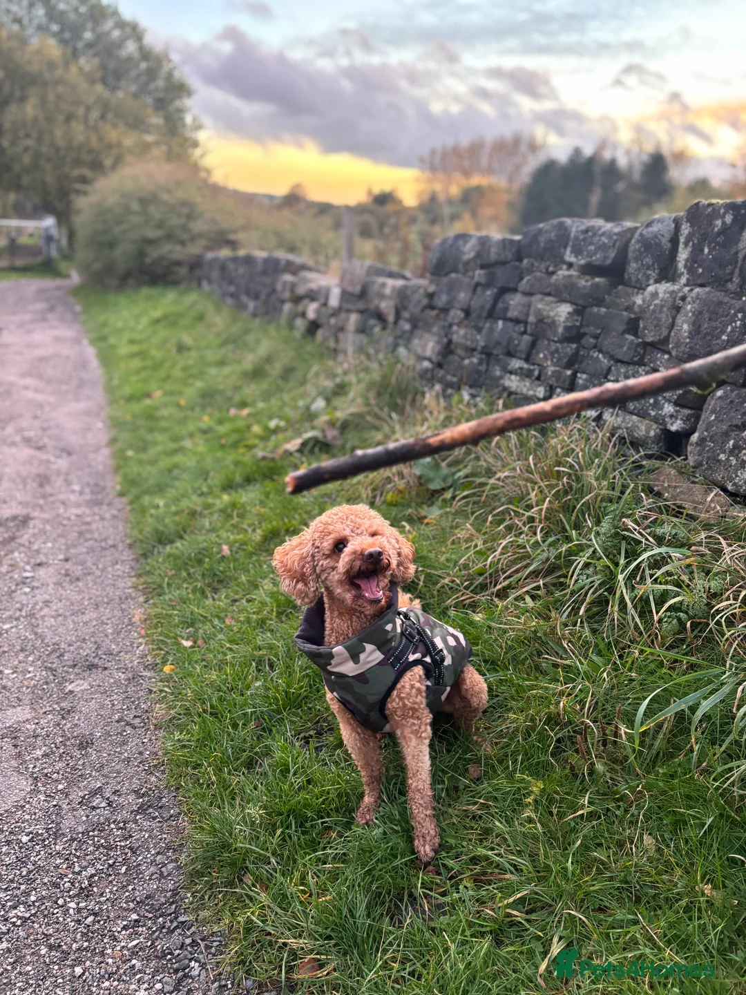 Toy Poodle dogs for sale: Male toy poodle for a good home - Advert 3