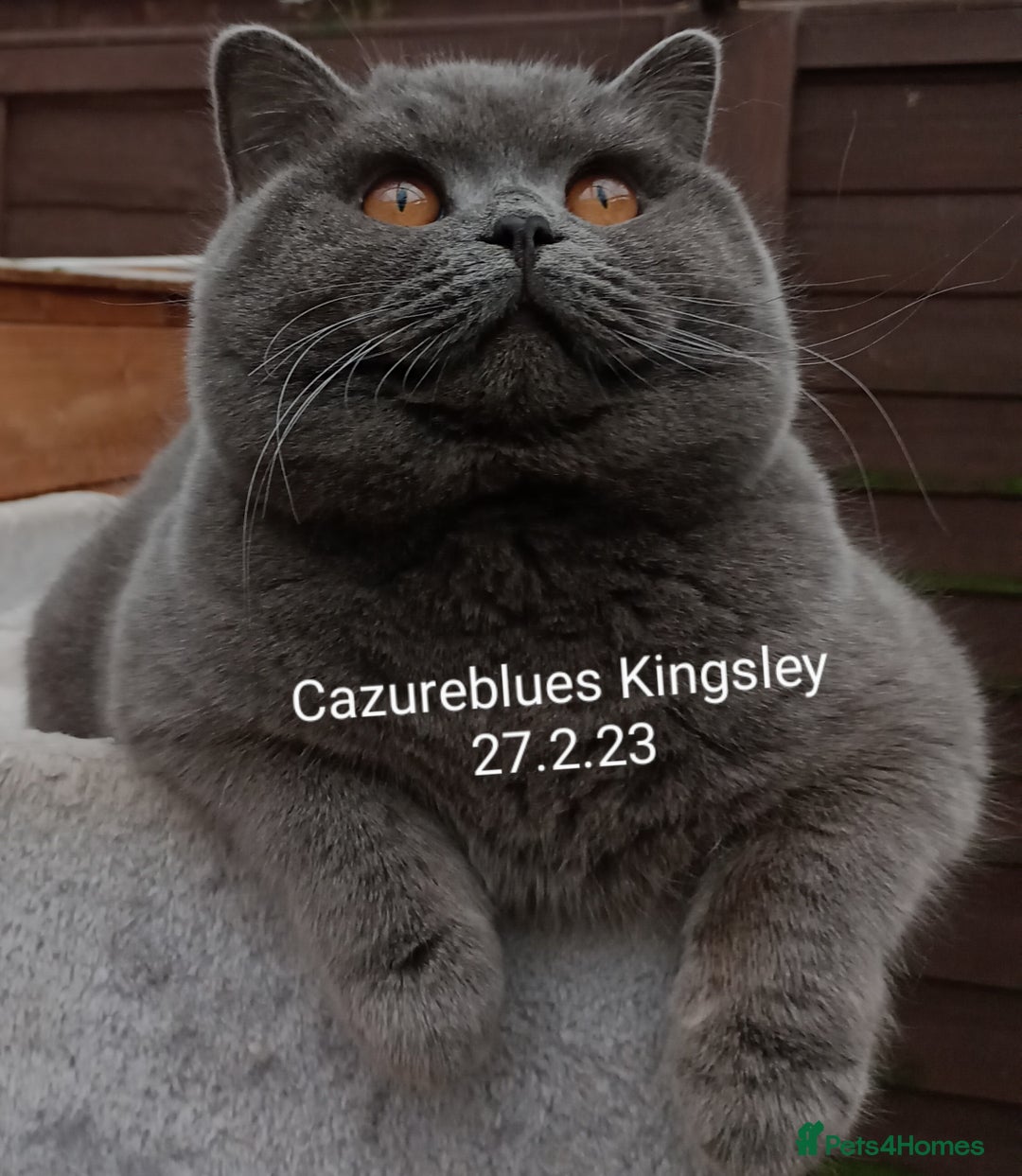 British Shorthair cats for stud: Gccf Active Lilac Stud Blood B NO LH in Manchester - Image 17