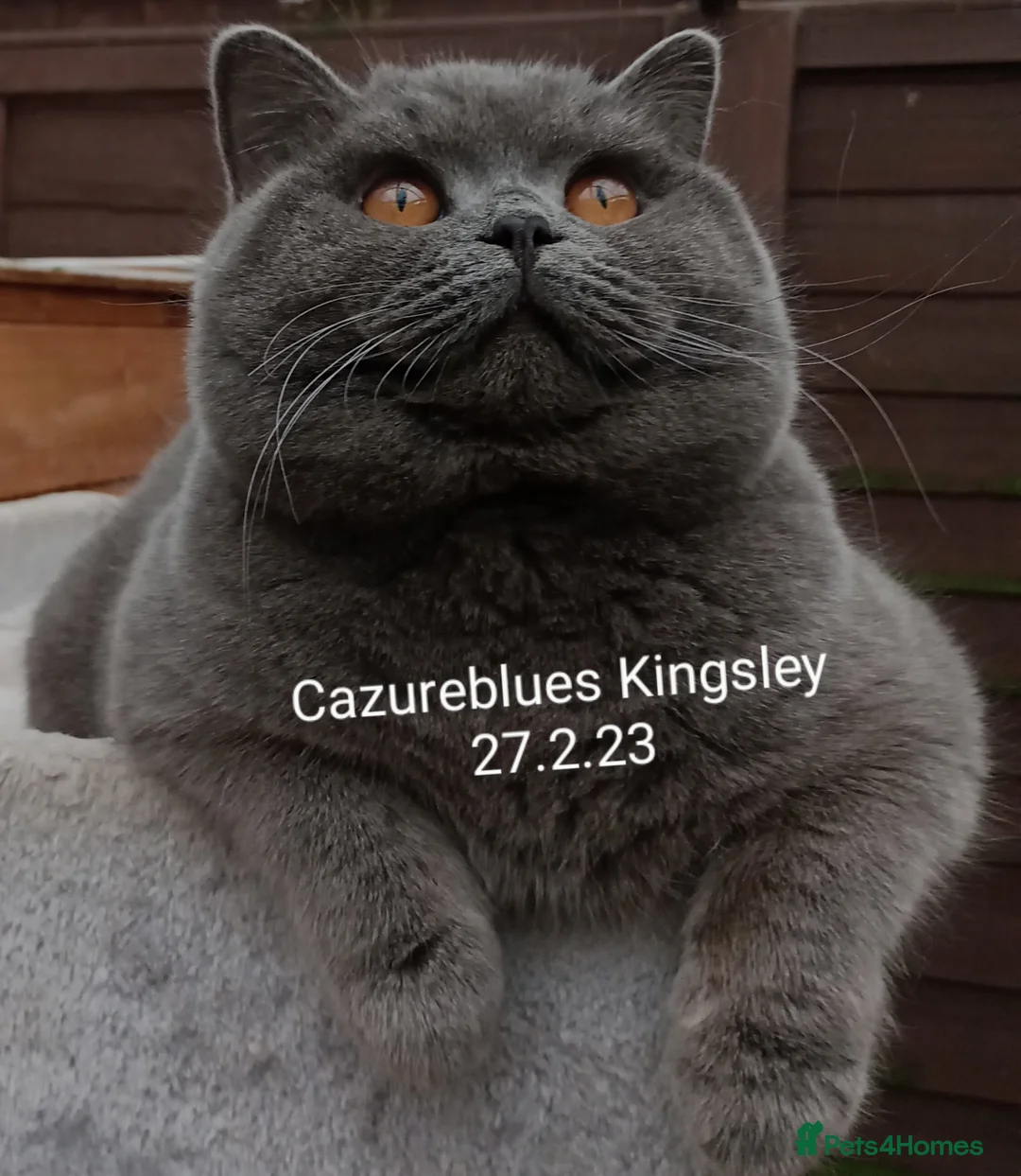 British Shorthair cats for stud: Gccf Studs Blue Lilac Blue White bi Cream White   in Manchester - Advert 10